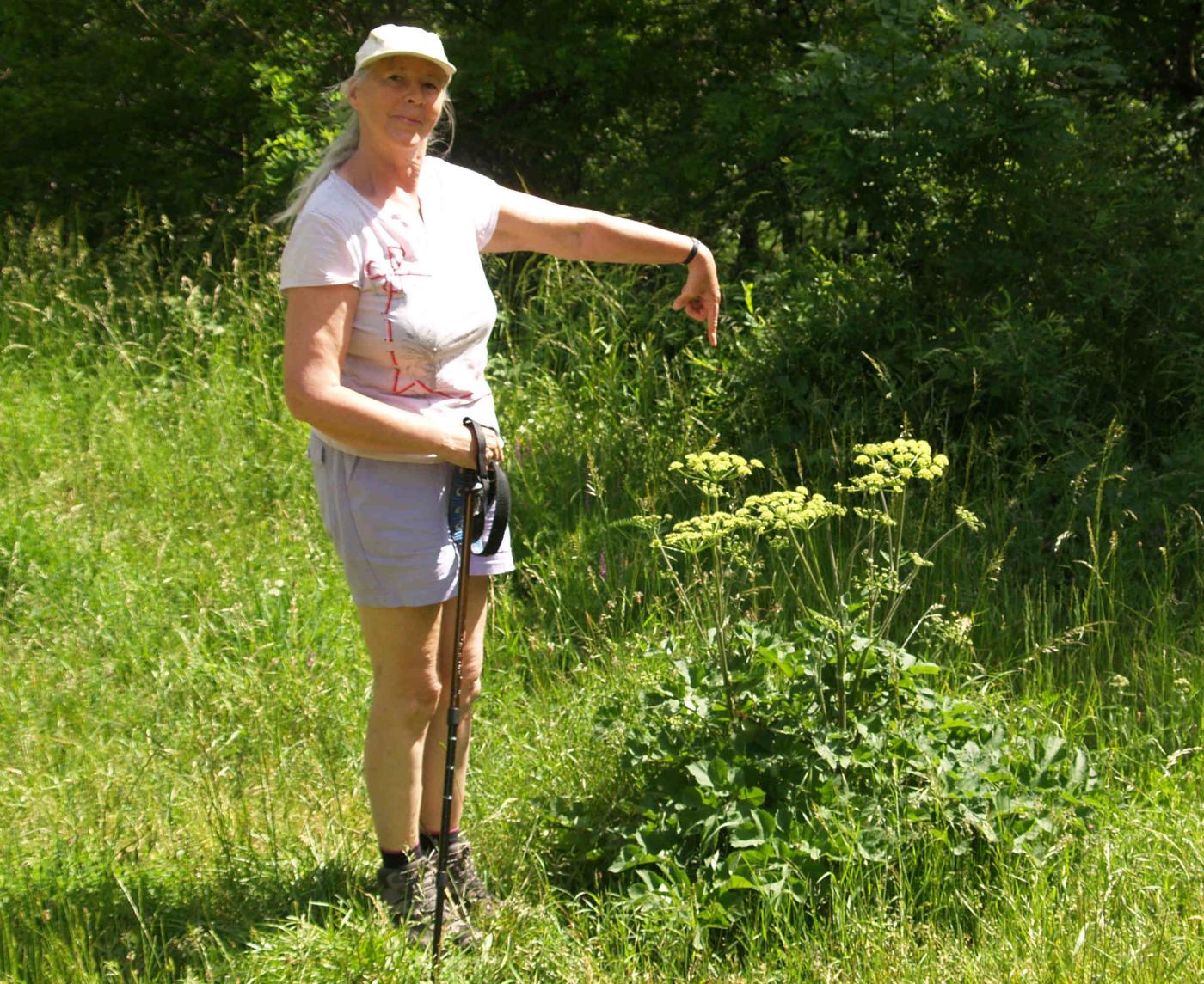 Hogweed, [Siberian] plant